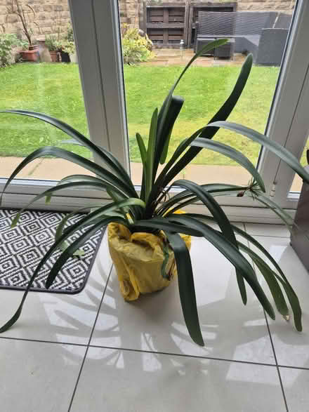 Photo of free Large Amaryllis (Guiseley LS20) #1