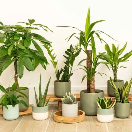 Photo of Houseplants (Hampton TW12) #1