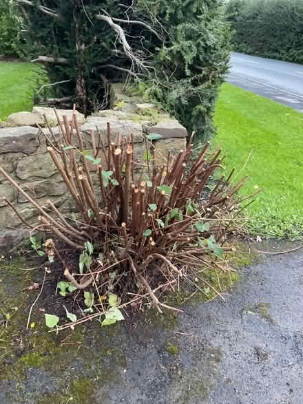 Photo of free Hypericum shrub (Longridge PR3) #1