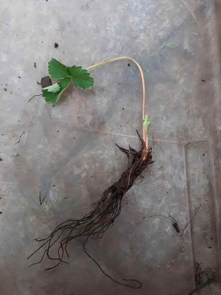 Photo of free Strawberry plants (Marston, Oxford OX3) #1