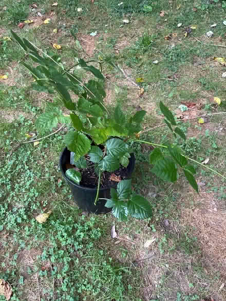 Photo of free Thornless blackberry plant (20882/Goshen area of G'burg) #1