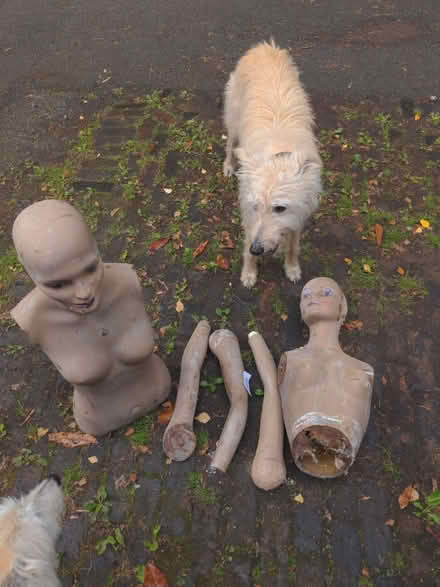 Photo of free Women + parts (Presteigne LD8) #1