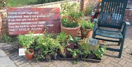 Photo of free Plants - perennials, both tender and hardy (Woodley RG5) #1
