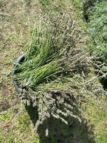 Photo of free lavender (RG6 near Palmer Park) #1