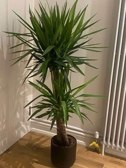 Photo of free loving home (NW2 Willesden Green) #1