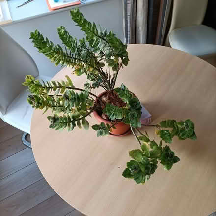 Photo of free Plants looking for a new home (Talbot Street) #4