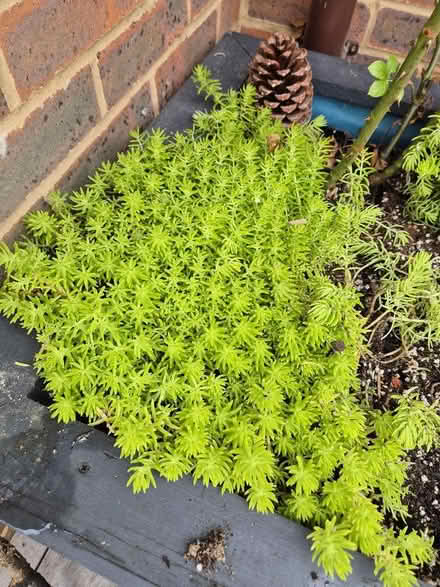 Photo of free Sedum Angelina plant (Tytherington SK10) #1