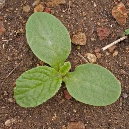Photo of free Borage seedlings (Welwyn Garden City AL7) #1