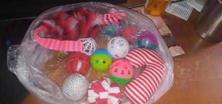 Photo of free Cat toys (East Beechwood area) #1