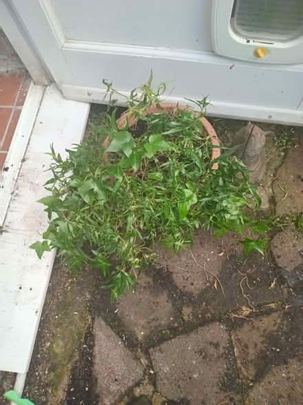 Photo of free Ivy Plant (Eastbourne BN20) #1