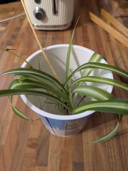 Photo of free Baby spider plants (Castle road area MK40) #1