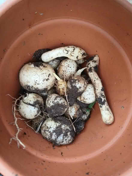 Photo of free garden bulbs (Pool TR15) #3