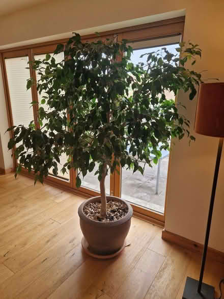 Photo of free Large fig tree plant. (Woodingdean BN2) #1