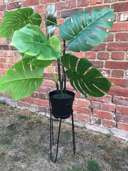 Photo of free Fake Cheese Plant With Stand (old harlow CM20) #1