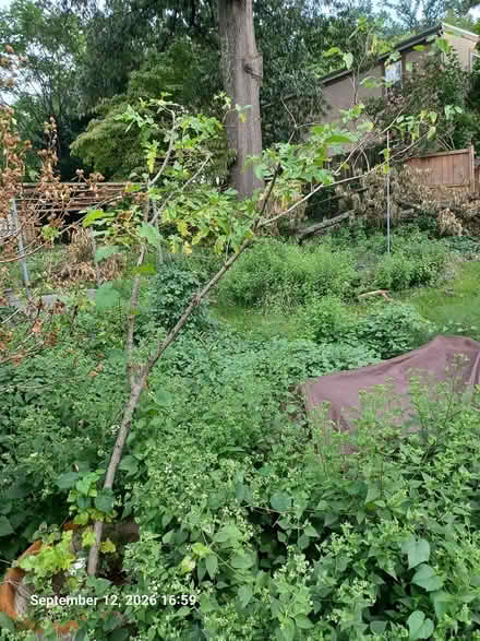 Photo of free White Mulberry Tree in pot (Penn Branch SE) #1