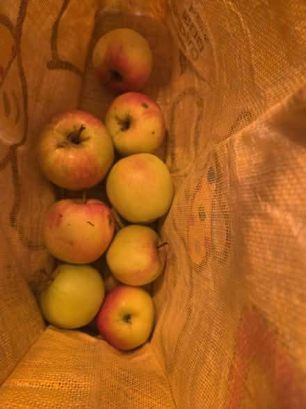 Photo of free Small Amount of Cooking Apples (Lightwood ST3) #1