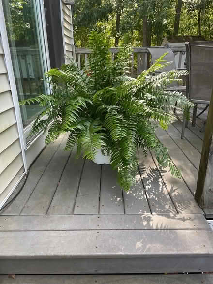 Photo of free Large healthy fern (South Randolph) #1