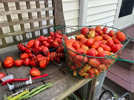 Photo of free Paste Tomatoes (Upper Red Hook, NY) #1