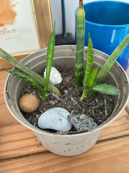 Photo of free Snake plant (Battersea SW11) #1