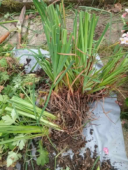 Photo of free garden bulbs (Pool TR15) #1