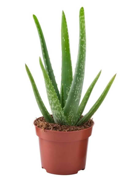 Photo of Aloe Vera plant (Harrow weald HA36EA) #1