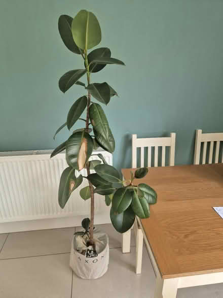 Photo of free Rubber plant (Guiseley LS20) #1