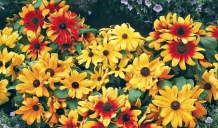 Photo of Rudbeckia- any colour - or other perennials (Burton-in-Kendal LA6) #1