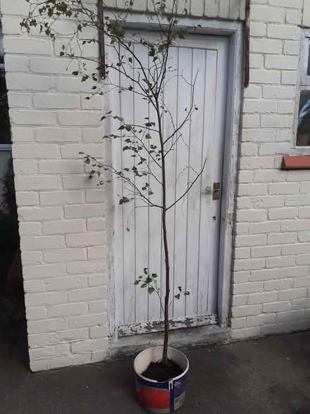 Photo of free Tree birch I think (Southport PR8) #1