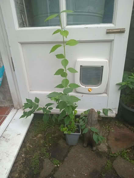 Photo of free Mock Orange plant (Eastbourne BN20) #1
