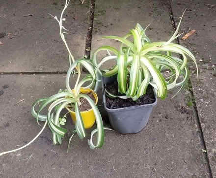 Photo of free Spider house plants (Dearnley OL15) #1