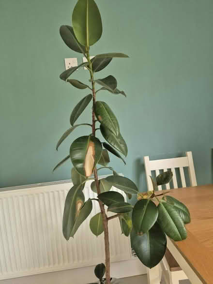 Photo of free Rubber plant (Guiseley LS20) #2