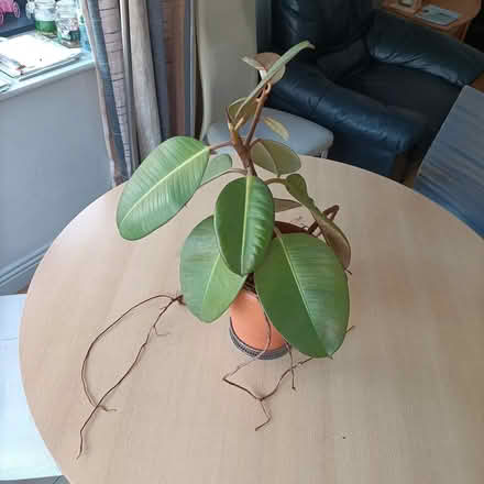 Photo of free Plants looking for a new home (Talbot Street) #2