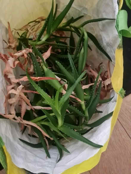 Photo of free Bag of Aloe vera clippings (M34 Dane Bank) #1