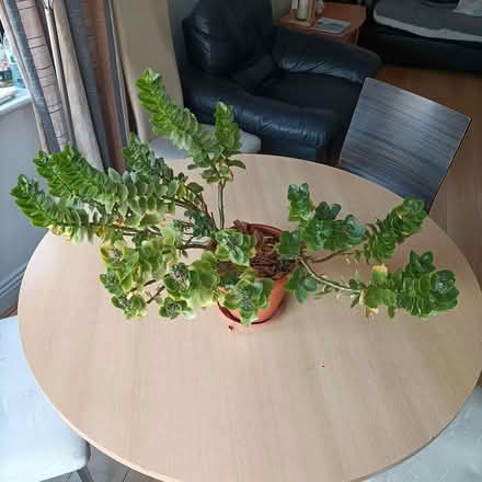 Photo of free Plants looking for a new home (Talbot Street) #3