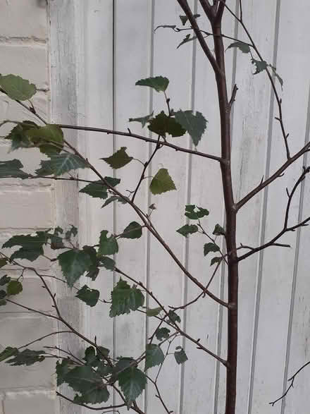 Photo of free Tree birch I think (Southport PR8) #2