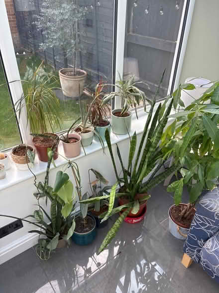 Photo of free Plant selection (Witney OX28) #1
