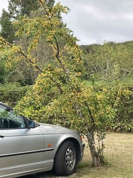 Photo of free Crab apples (Storridge WR13) #1