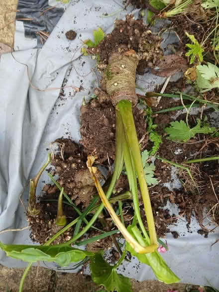 Photo of free garden bulbs (Pool TR15) #2