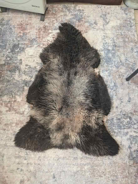 Photo of free Old sheepskin rug (Dover CT15) #1