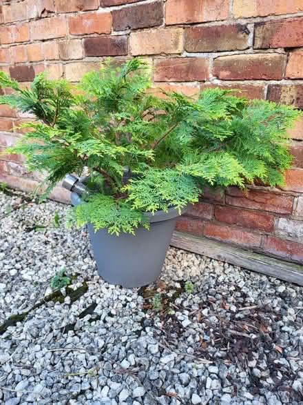Photo of free Mature dwarf cypress plant (Leicester LE2) #1