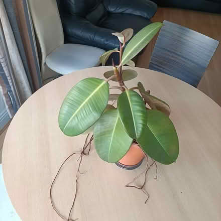 Photo of free Plants looking for a new home (Talbot Street) #1