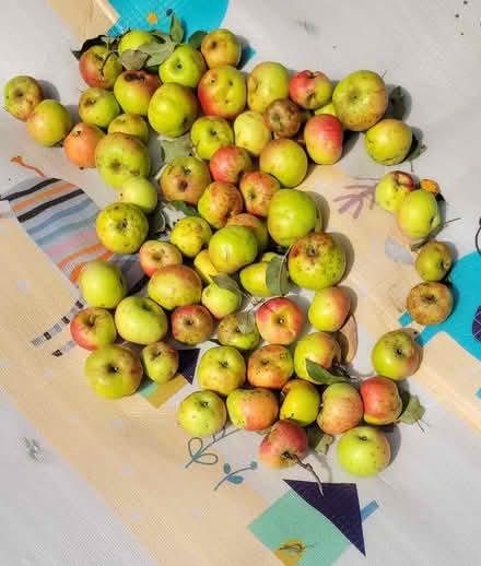 Photo of free APPLES - Organic Homegrown (4812 Columbus Av. S. 55417) #1