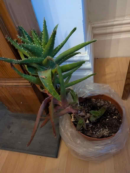 Photo of free Aloe plant (Castle road area MK40) #1