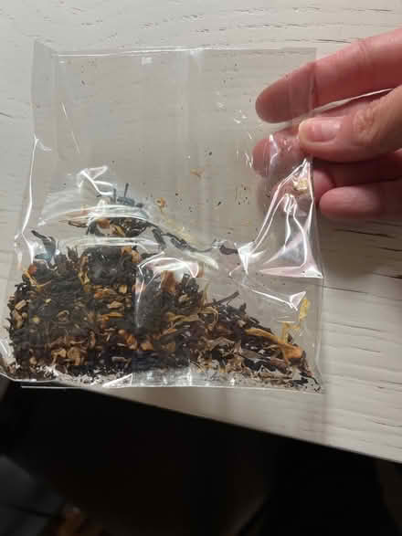 Photo of free 5 x tea bags brand new unopened (Bathurst and College) #2