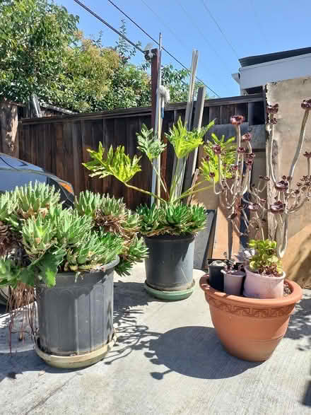 Photo of free cacti, succulents (Off Bernardo and El Camino) #1