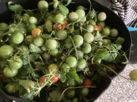 Photo of free Green Tomatoes for chutney 6kgs (IP32 Fornham Road area) #1