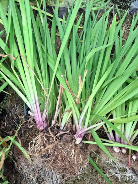 Photo of free Blue iris pond plants (Lightwater GU18) #1