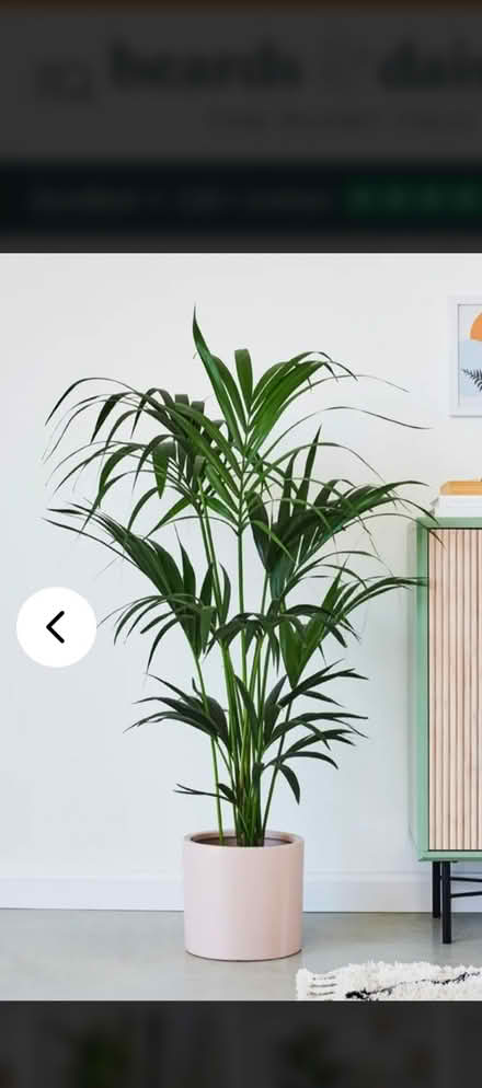 Photo of Large house plant (Aldingbourne PO20) #1
