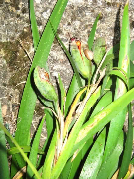 Photo of free Iris The kind with red peas in the pod (Croham CR2) #1