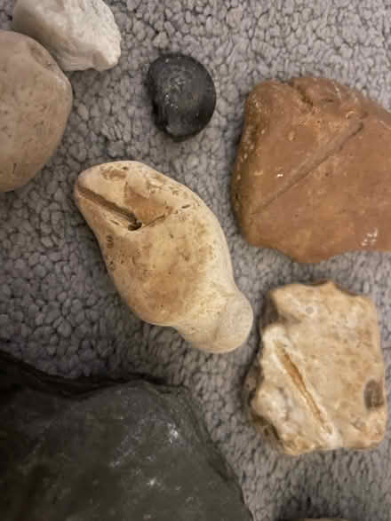 Photo of free Fossils (Herne Bay CT6) #3